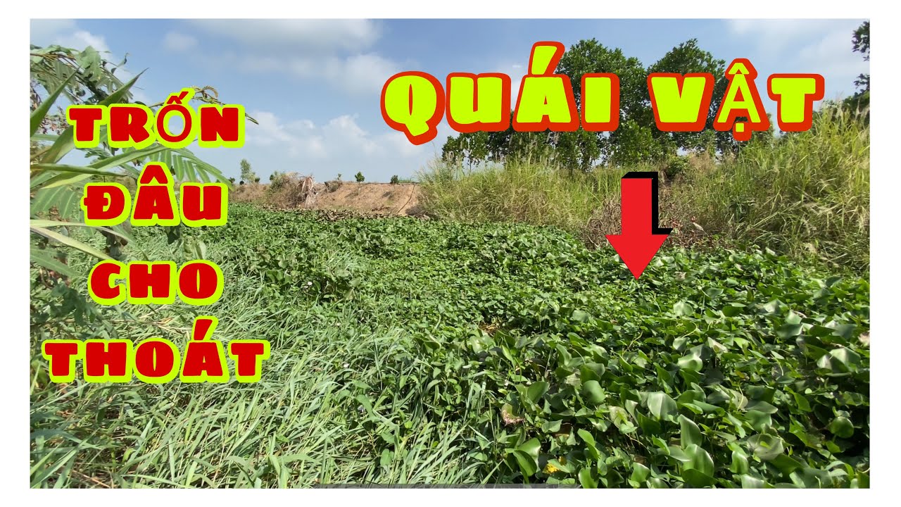 Câu CÁ RÔ ĐỒNG. Gặp Phải Quái Vật Núp Lùm Trốn Trong Bụi Tre.Thấy Tim Lên Thả Cục Mồi Là Nó Kéo Liền