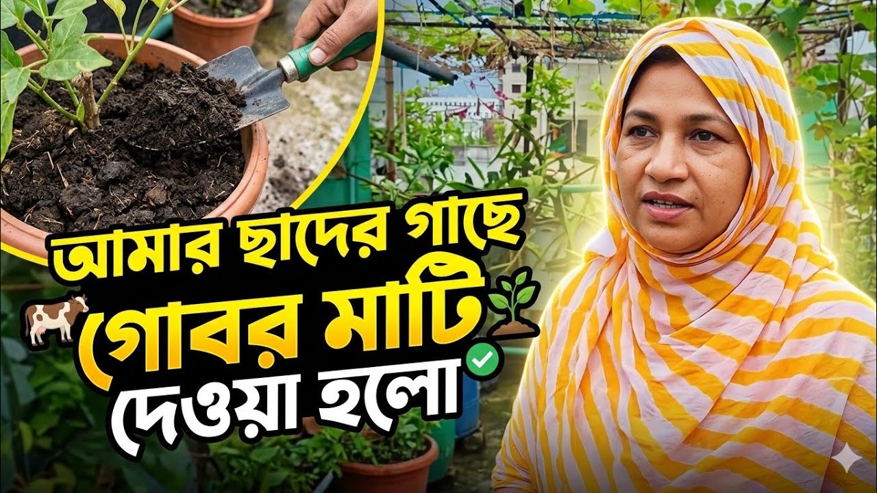 আজকে ছাদে গোবর মাটি দেওয়া হলো গাছে