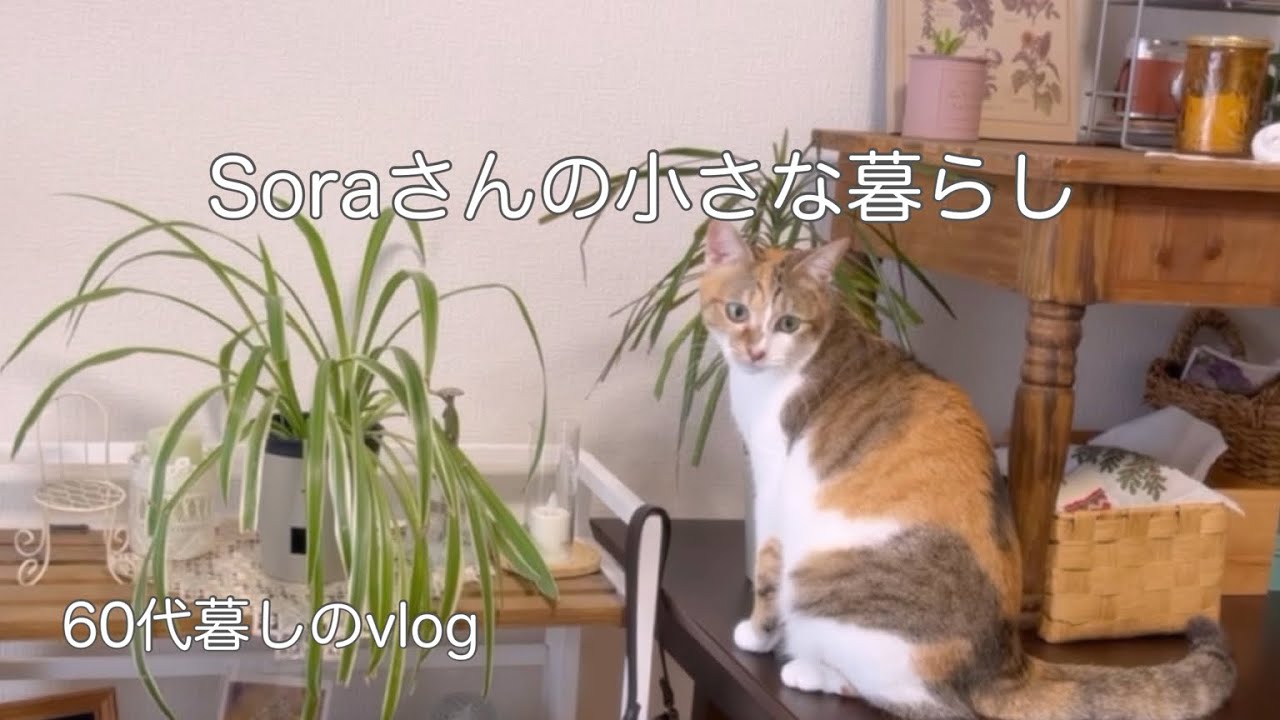 《60代ひとりと猫との暮らし》暮らしの中の小さな楽しみ/冬はやっぱりひとり鍋/いたずら姫　　#ひとり暮らし  #猫との暮らし 