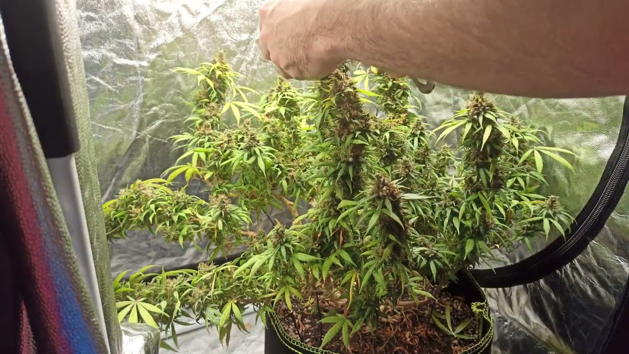 Colhendo a minha maior cannabis at&eacute; agora!