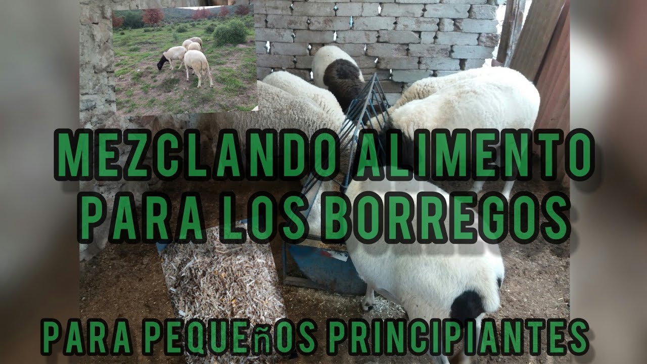 🤔como mezclo alimento para mis borregos🤔
