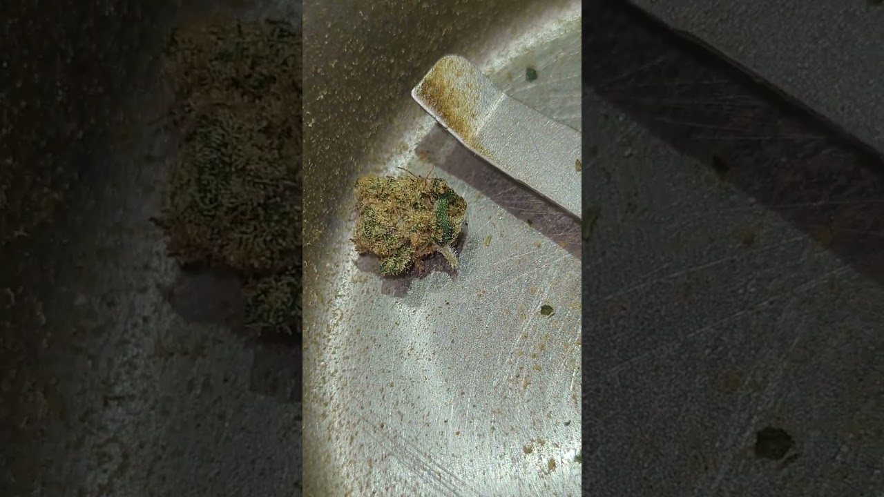 Medical Patient SC01 22% (White widow X Chronic X Cheese strains)