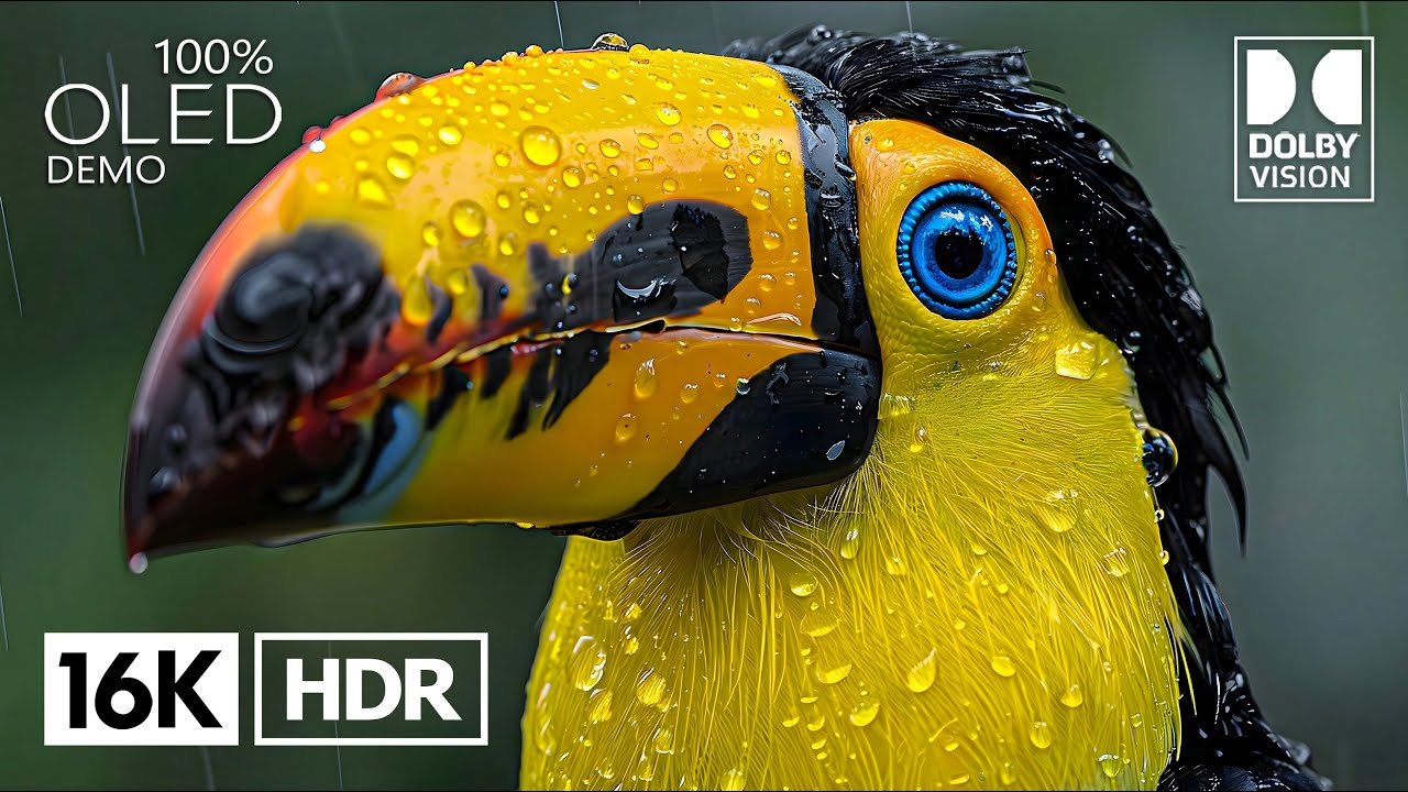 Unmatched 16K HDR 120 FPS | Dolby Vision (8K/4K Video TV)