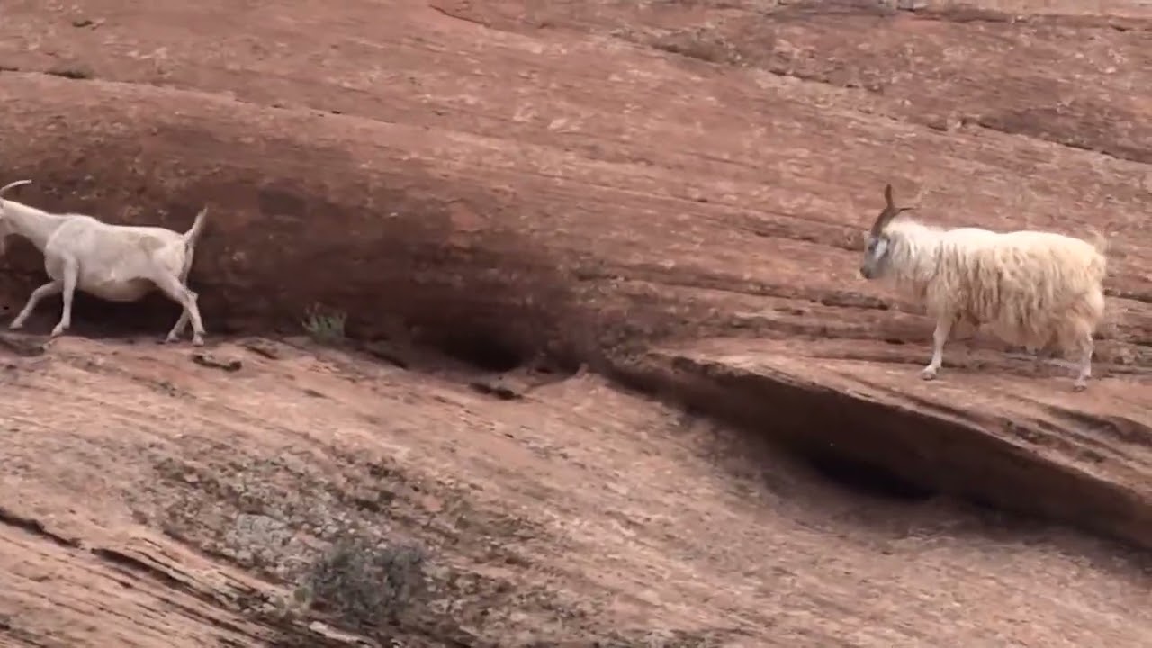 Navajo Angora Goats 