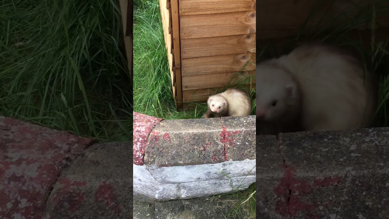 Angora ferrets playing in the garden