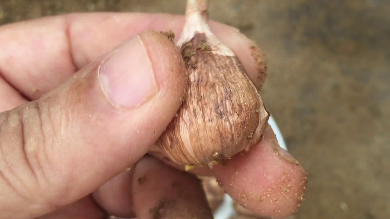 How to plant freesia bulbs