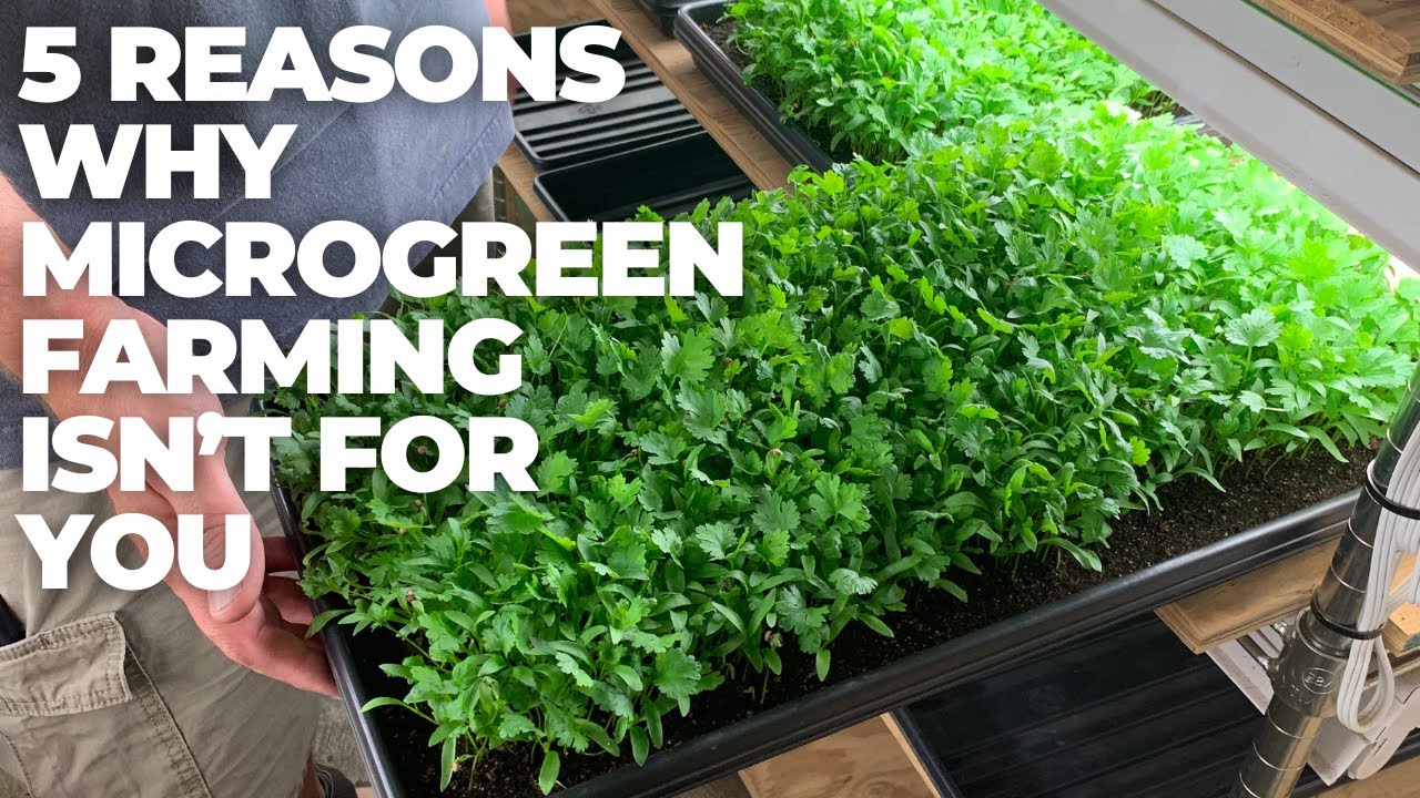 The Dark Side of Growing Microgreens as a Business: Why This Crop Might Be Your Worst Nightmare