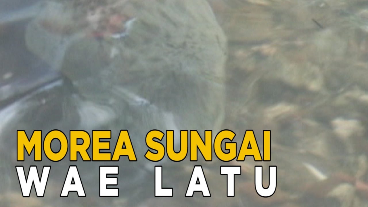 Morea, salah satu dari banyaknya keunikan di sungai wae latu | JELANG SIANG