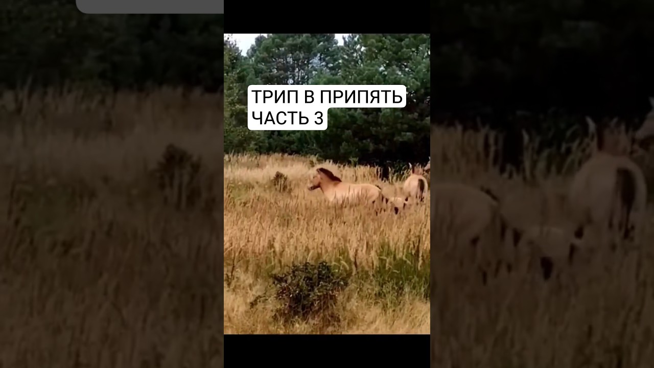 Трип в Припять, часть 3