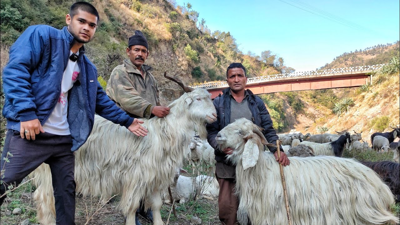 गद्दी चरवाहे के बड़े बकरे | Big Gaddi Goats & Puppies