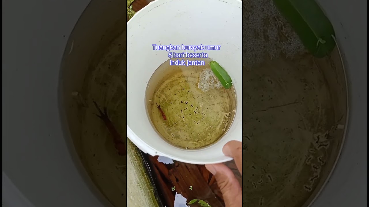 CARA MENUMPAHKAN BURAYAK CUPANG #cupang