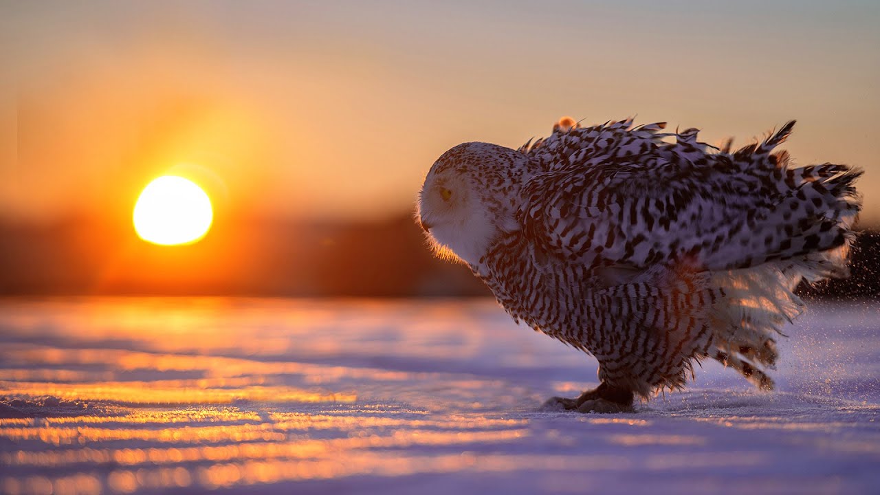 The Magnificent Beauty of Nature | Adiemus &bull; HD