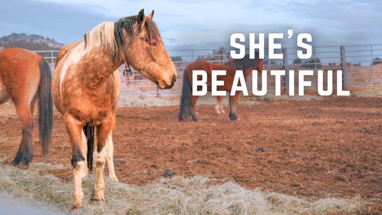 Searching For Our Next Wild Mustang Horse