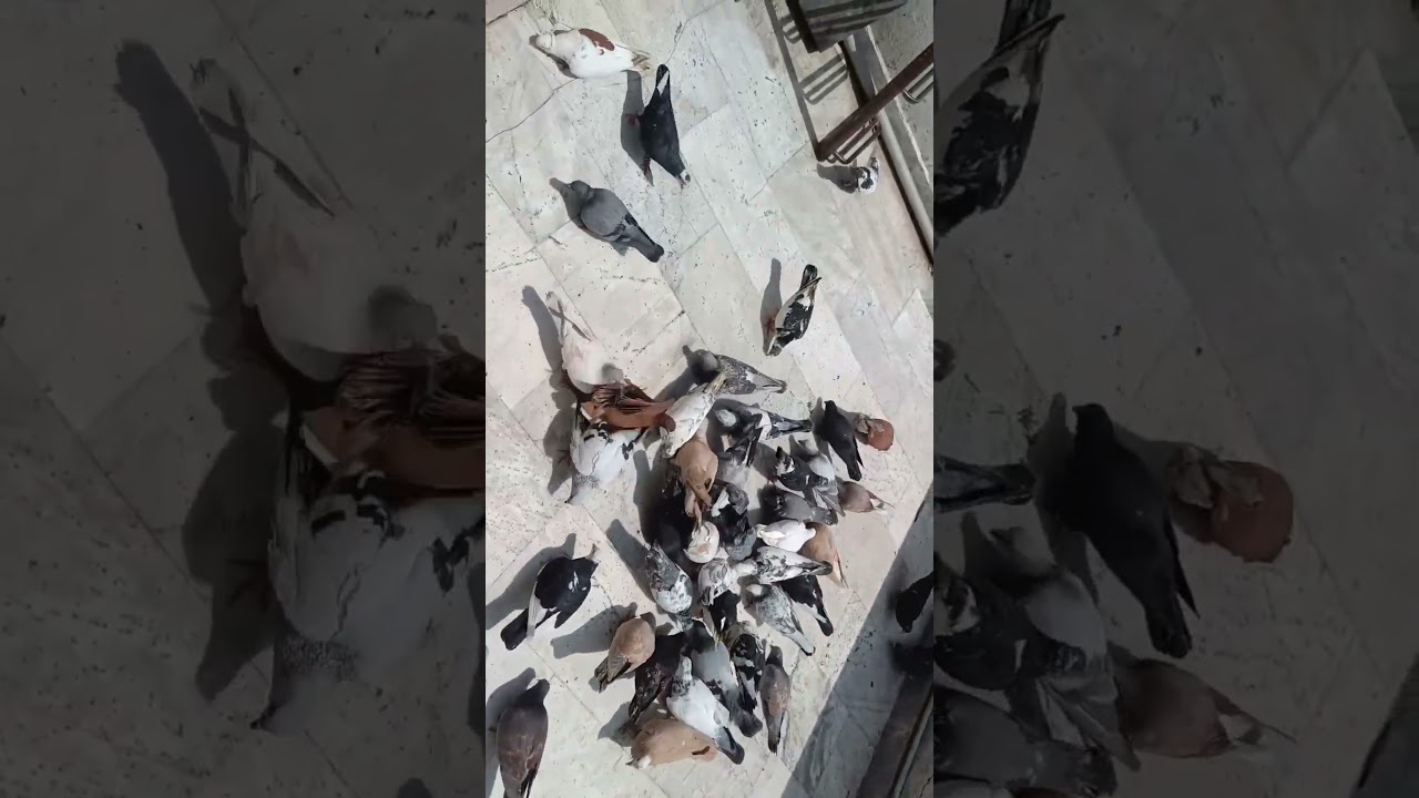 Top 5 fancy pigeon note for slecat #trending #shots#viral #explore #foryou#shortsfeed #ytshorts