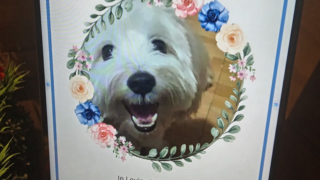 Final Farewell to our fur baby.. PAO PAO 🙏😔😞💔😢.. WE LOVE YOU! ❤️❤️❤️ 