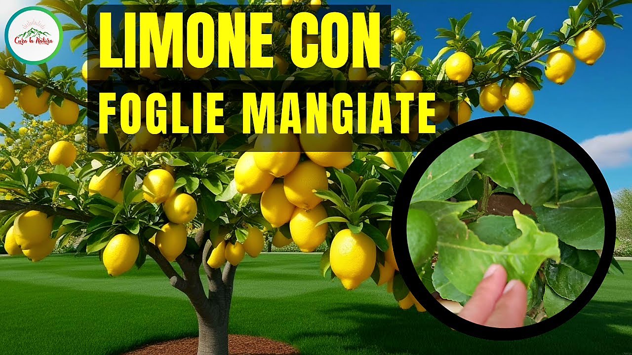 Limone con Foglie Mangiate o Bucate? Ecco Alcune Soluzioni Per Risolvere il PROBLEMA