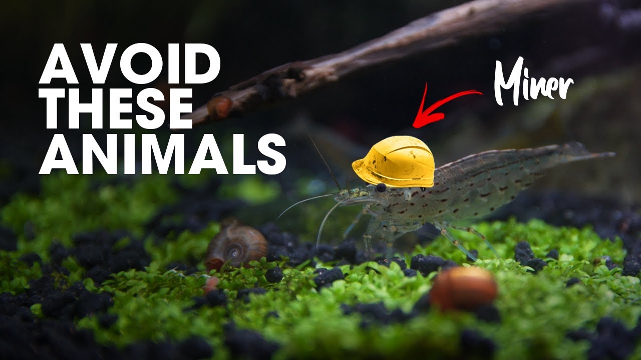 THESE ANIMALS WILL DESTROY YOUR AQUARIUM CARPET