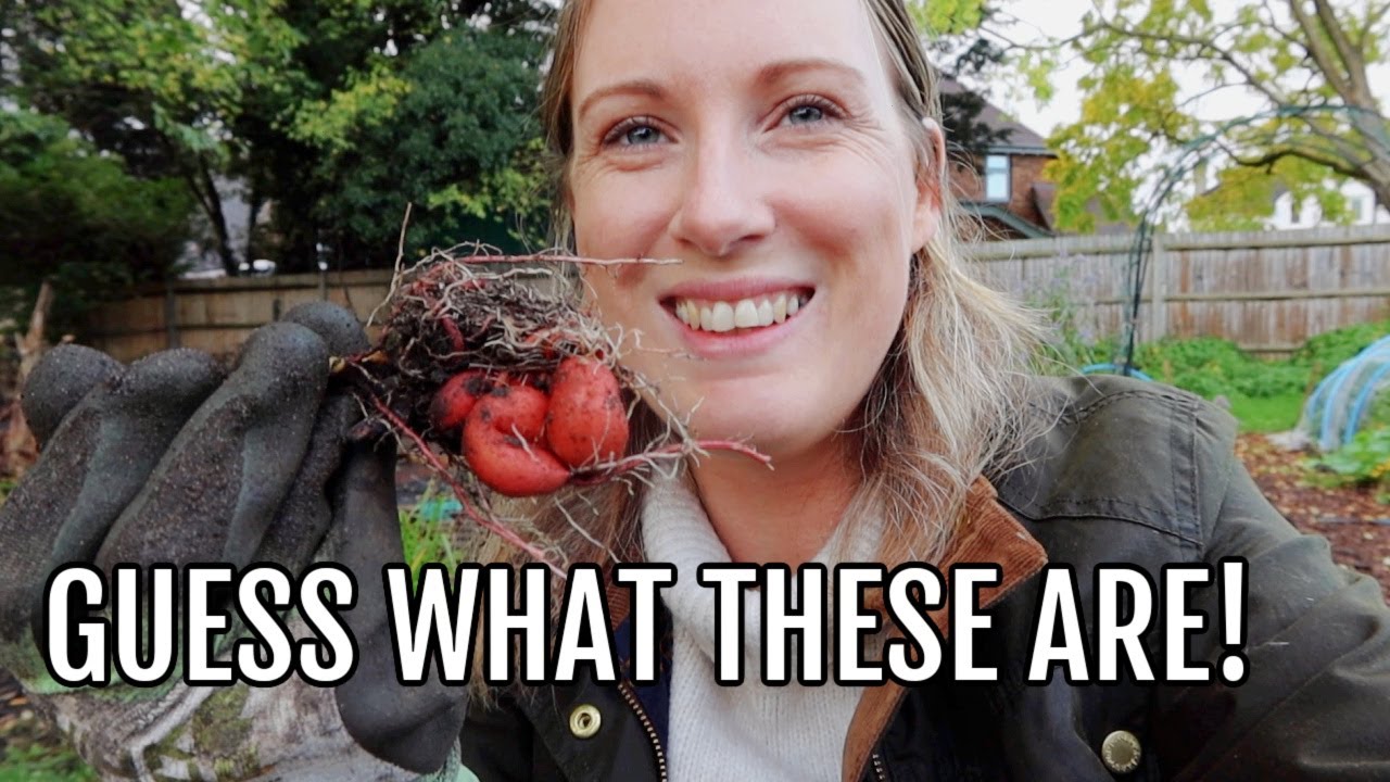 A DAY AT THE ALLOTMENT PLOT / ALLOTMENT GARDENING FOR BEGINNERS