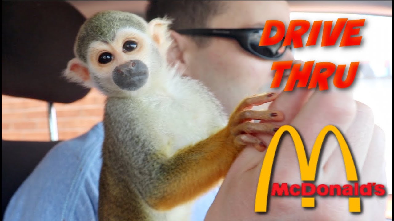 Baby Monkey Goes To McDonald's Drive Thru