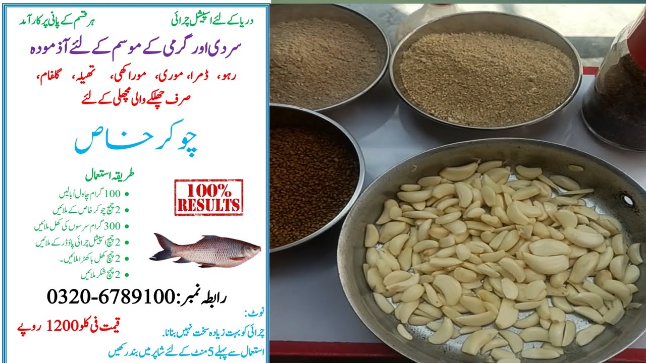 Pakistan river fishing|river chanab fishing|carp fishing bait|چوکر خاص ڈمرا موری| for all carp
