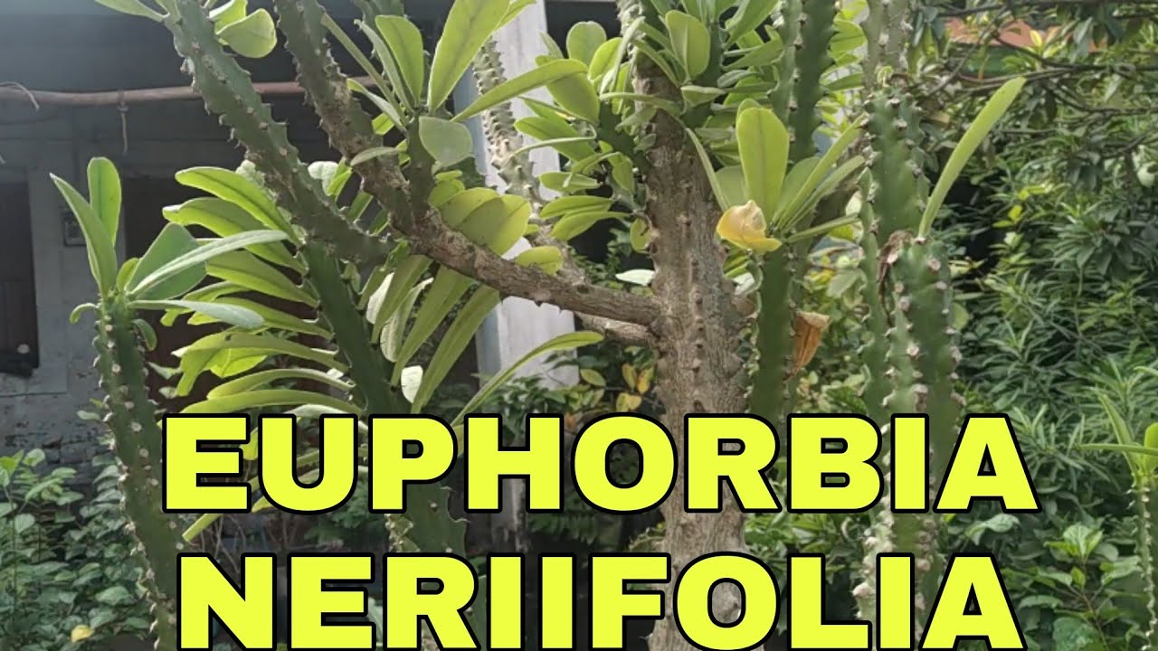 Repotting of Euphorbia Neriifolia (CACTUS) Plant