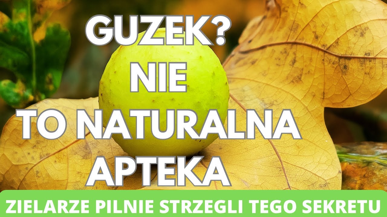 Комок? Нет. Это натуральная аптека. Древние травники бережно хранили этот секрет. Дубовые галлы.