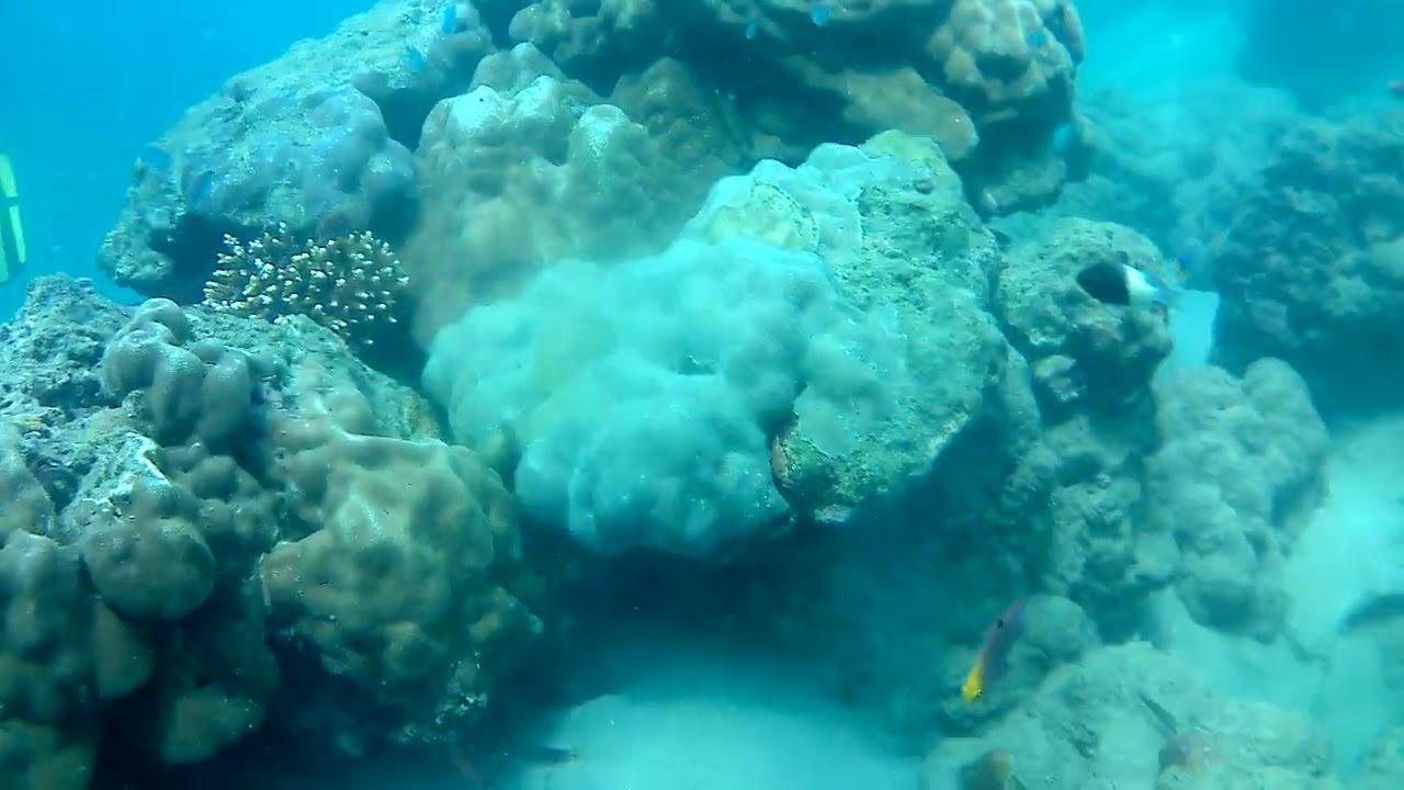 || Scuba Diving in Neil Island || Andaman ||