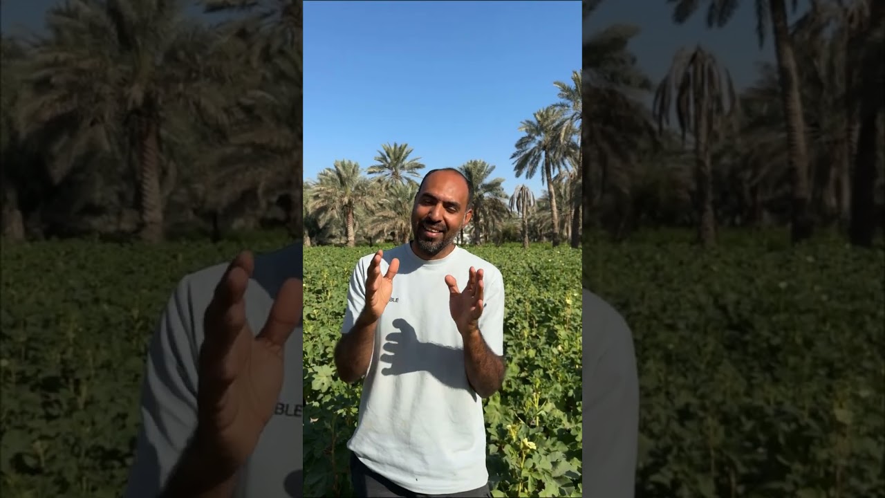 الباميا الحساوية المهندس علي الحسن