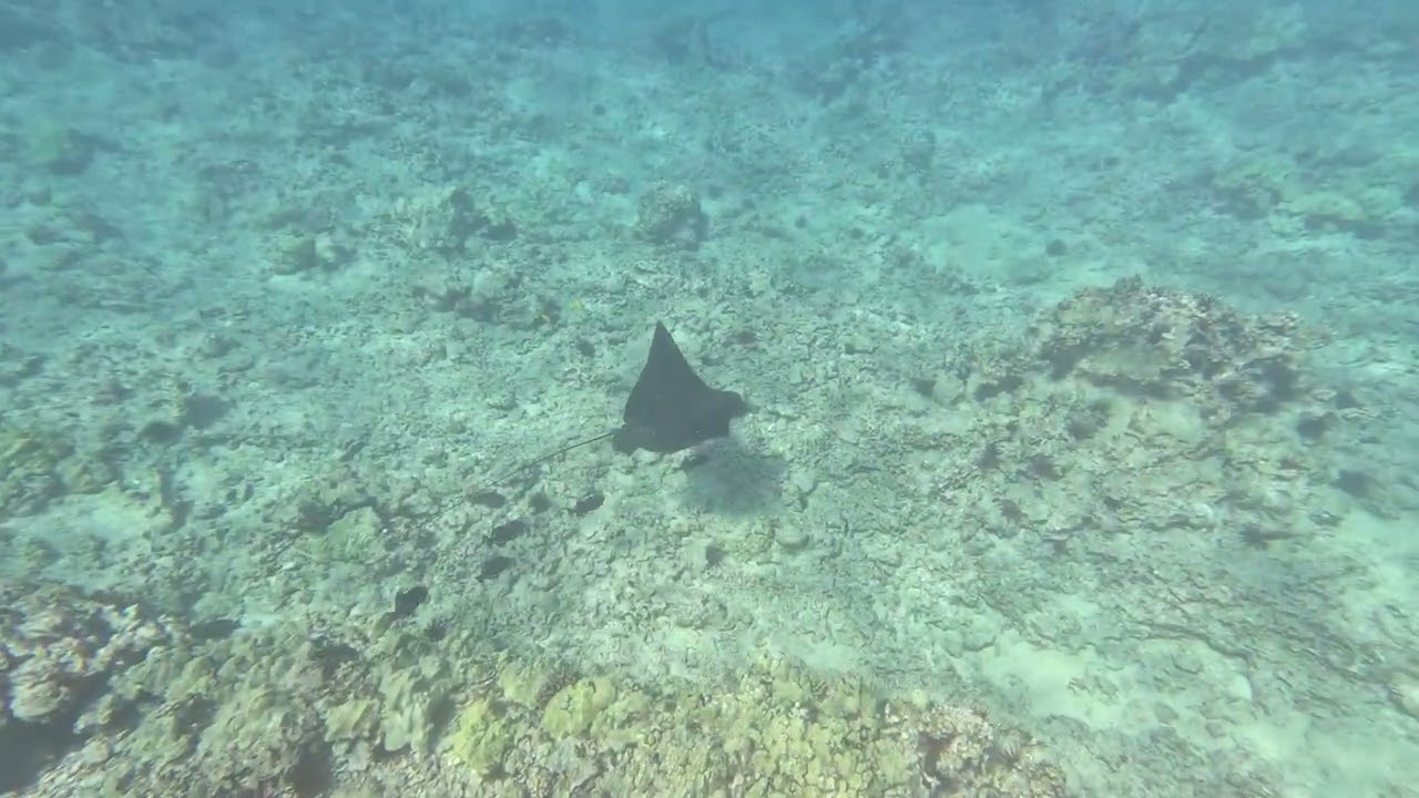 Maui 1611