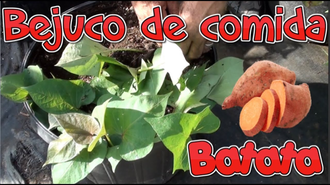 Batata todo el año! Comida para siempre! (1ra Parte)