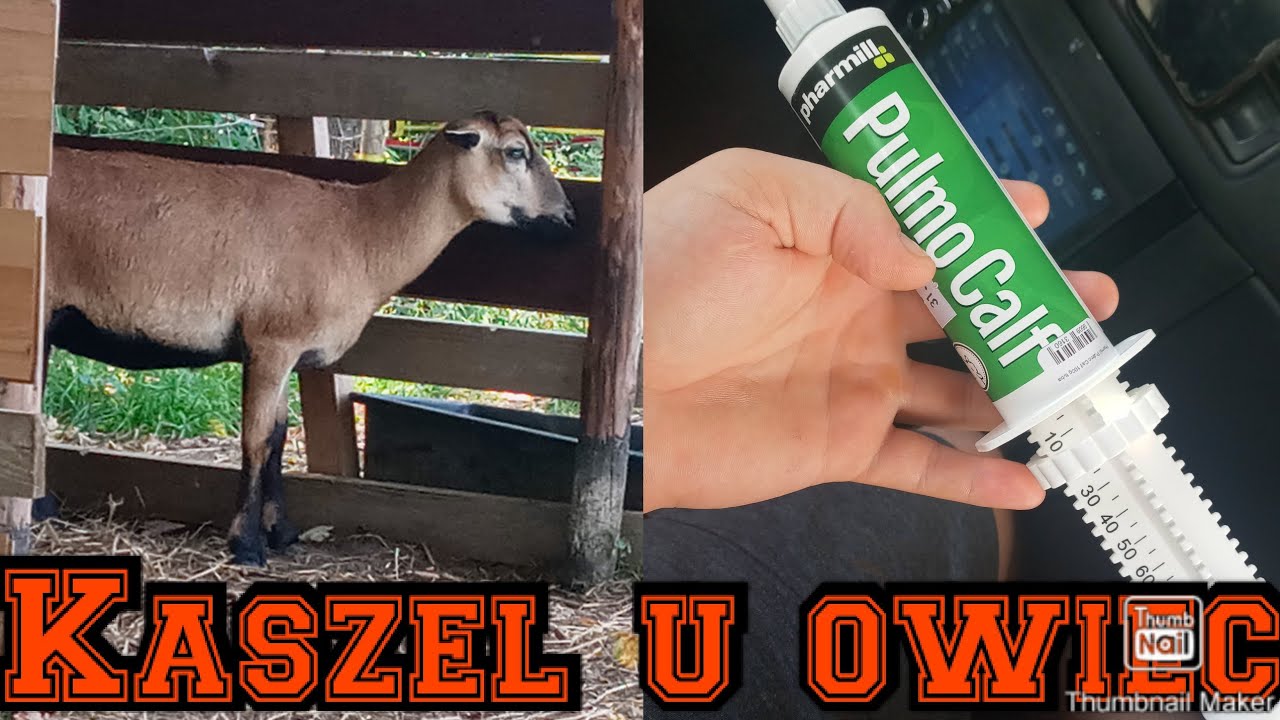 Hodowla owiec Kamerunskich - kaszel u owiec