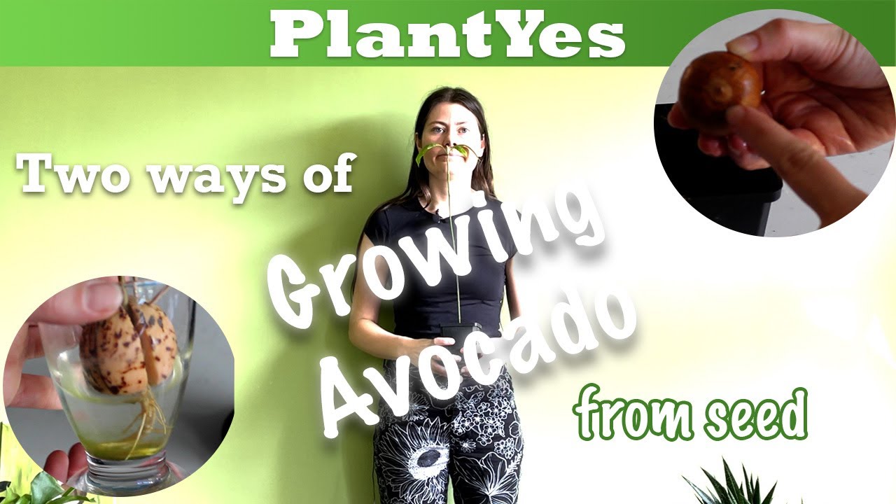 🥑How to grow an avocado plant from seed 🌱