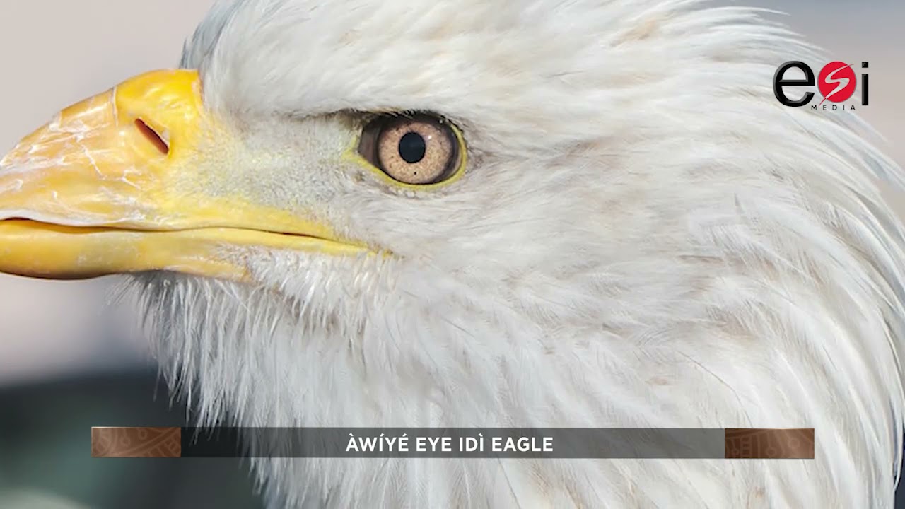 EAGLE DOCUMENTARY