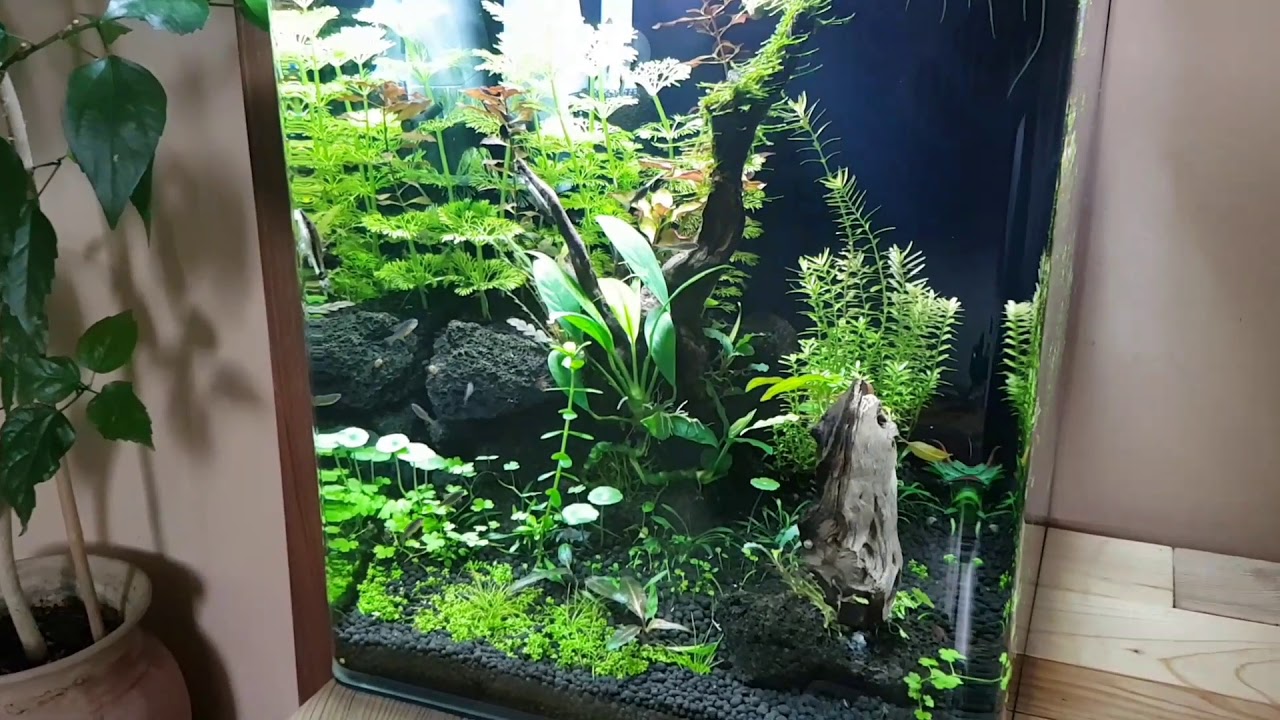Nano cube 30l Dennerle