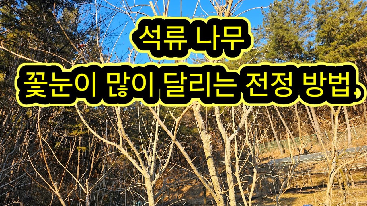 석류나무 꽃눈이 많이 달리는 동계 전정방법