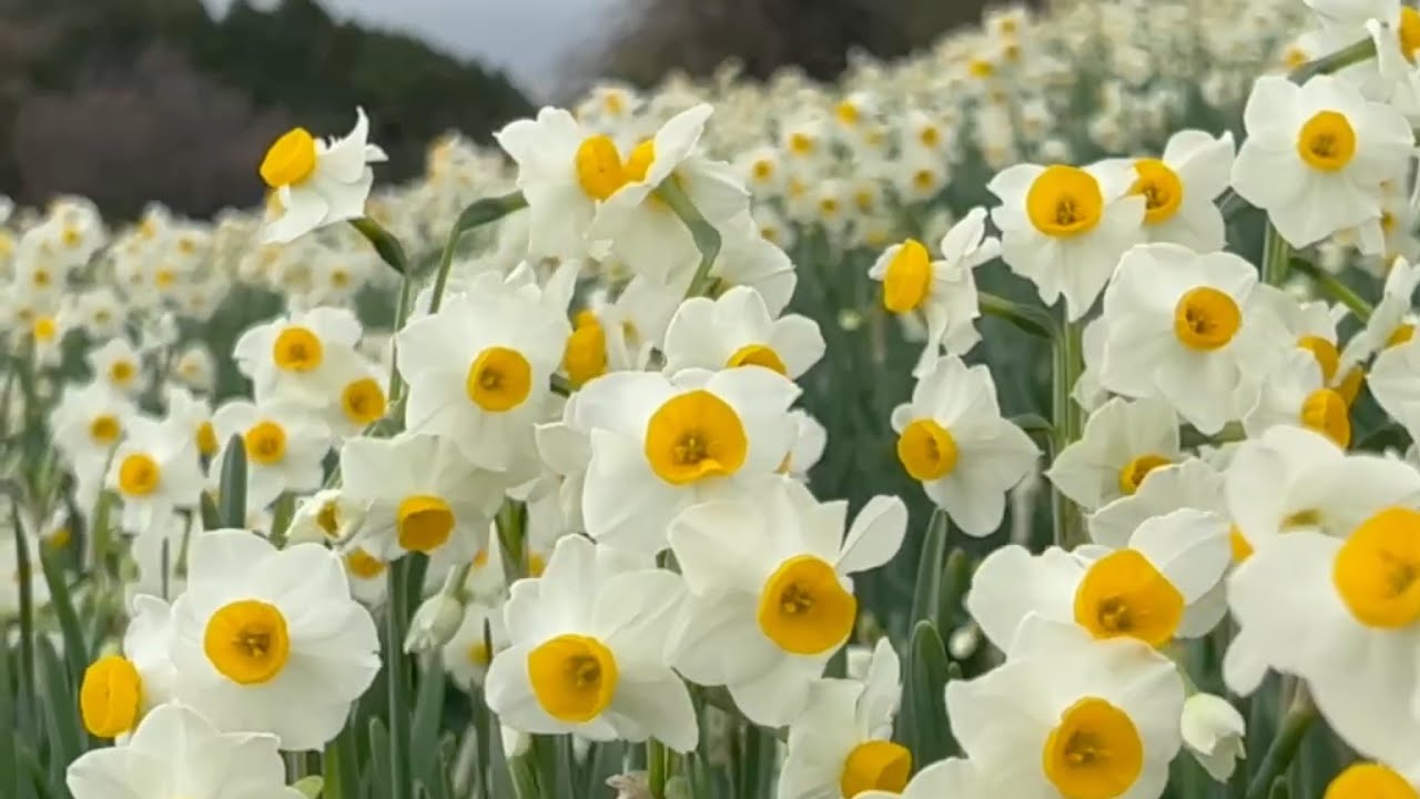 日本水仙花開道2022-23　伊予灘の絶景を望むふたみのスイセン畑　〜愛媛県伊予市〜