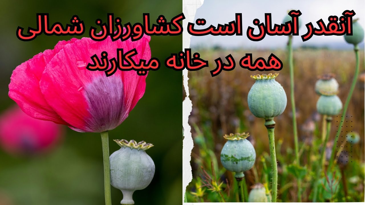 کاشتن خشخاش به این روش ساده را مادربزرگ سالها تکرار میکرد و محصولی ارزشمند برای تمام خانواده