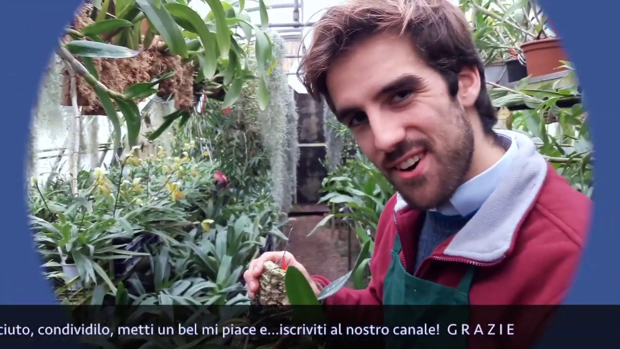 Orchidea su zattera ecco i consigli di Gioele Porrini