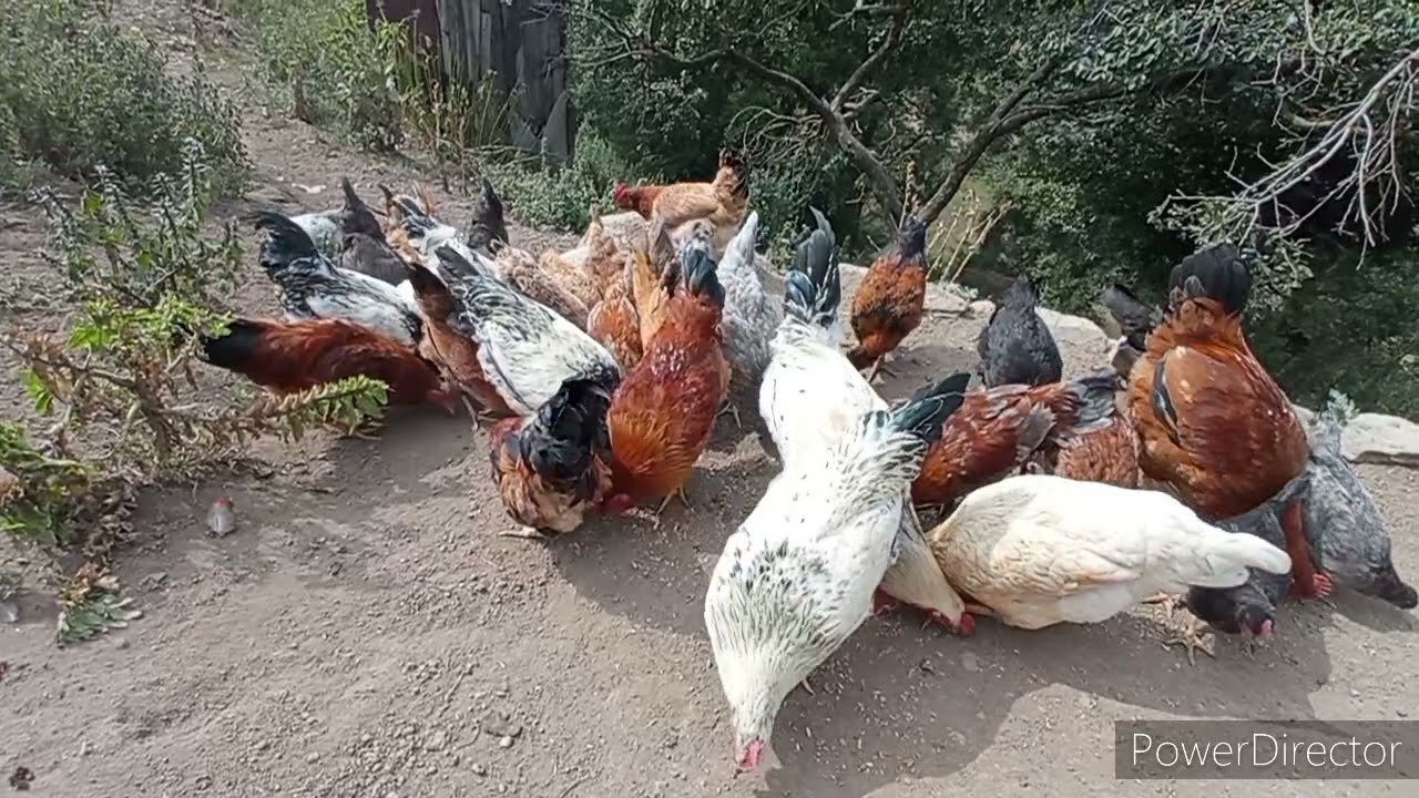 TOYUQ VE CUCE GUNDE NE QEDER YEM YEMELIDIR ?