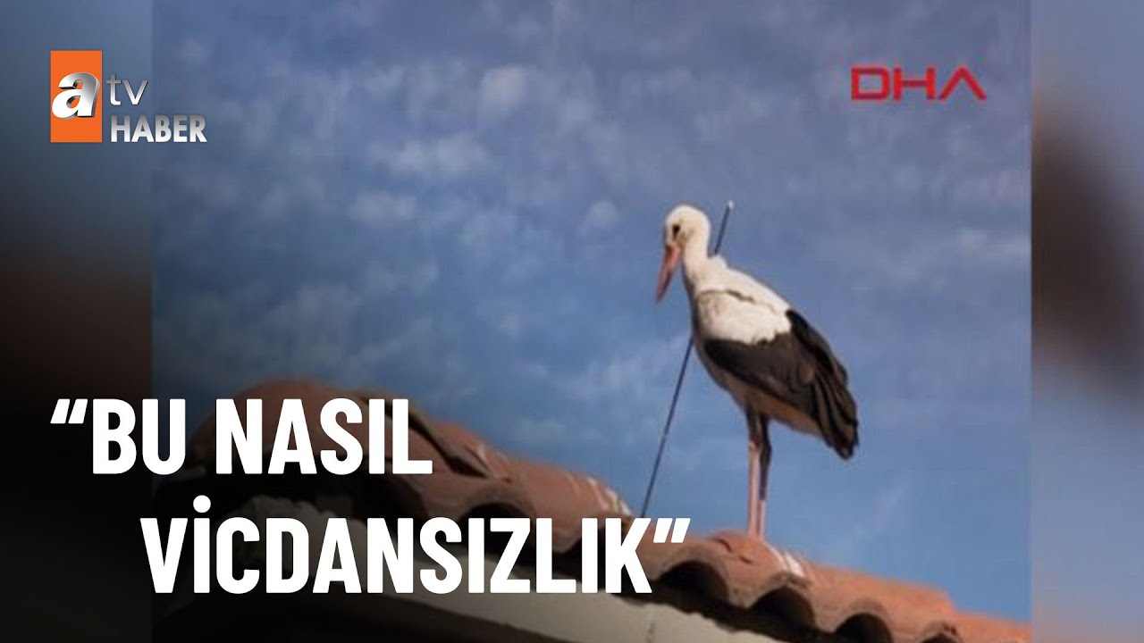 Göç eden leyleği okla vurdular - atv Haber 19 Ağustos 2022