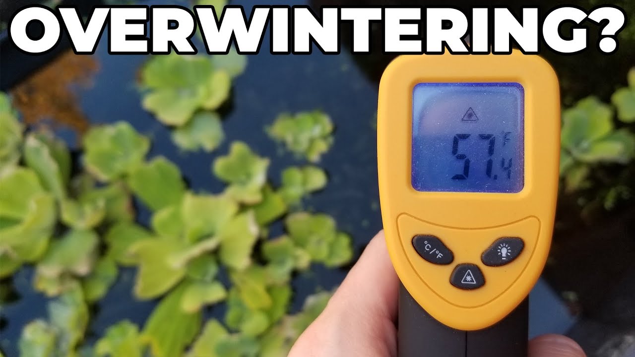 End Of Season Pond Update | White Cloud Mountain Minnow Breeding