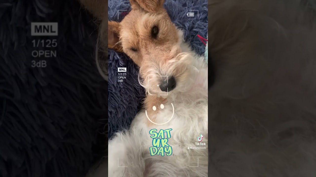 #kaiababychompoodo #wirefoxterrier #chompoodo #foxterrier #germany #lifewithdogs