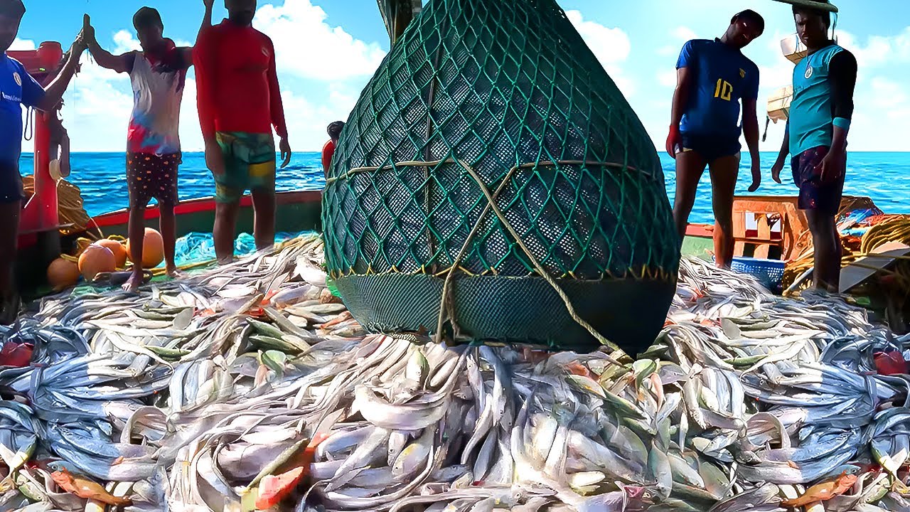 Unbelievable Big Net Fishing Caught in The Sea! | Kadal Tv