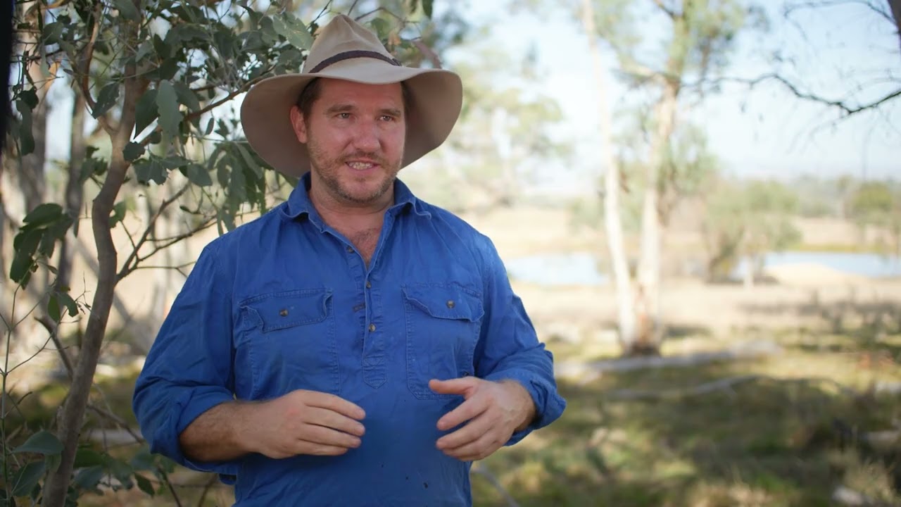 Restoring Box Gum Woodlands on Farm for Carbon and Grazing Profit