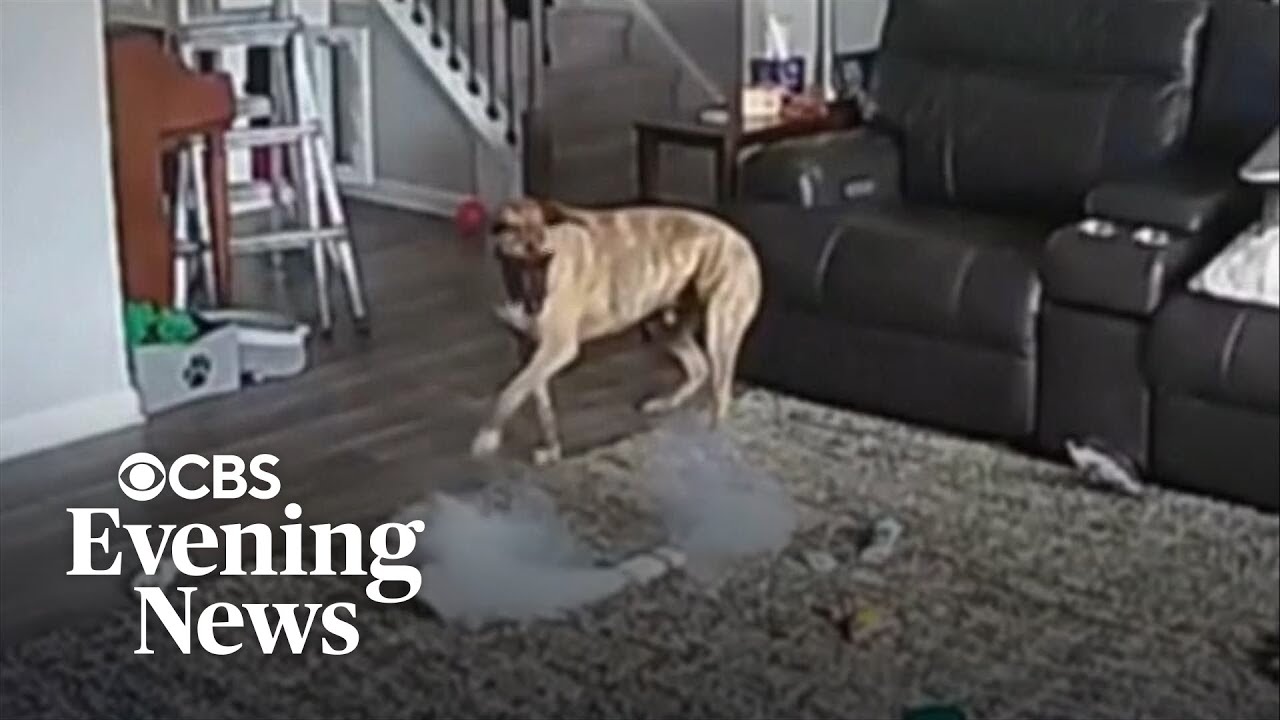 Dog starts house fire while chewing on battery