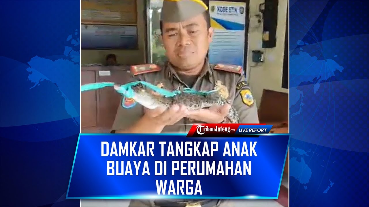 🔴Damkar Pati Tangkap Anak Buaya di Perumahan Warga