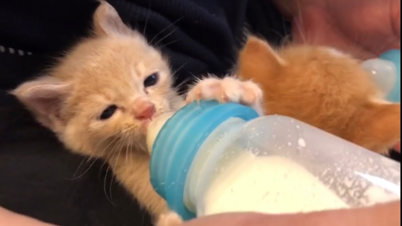 むぎともなかはミルクを飲むのにいつも必死❗️笑