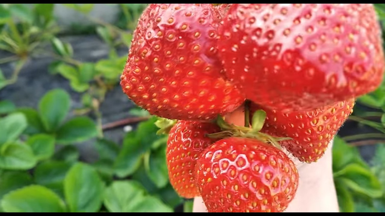 15 лютого 2026 Рівне Україна Особливості підбору сортів 🍓🍓🍓 #вирощування #саджанці #полуниця #суниця