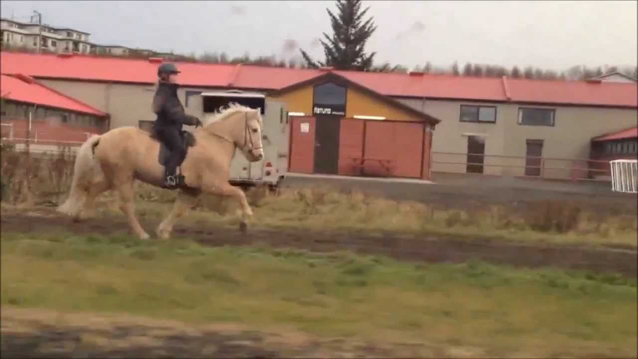 The 5 gaits of the icelandic horse