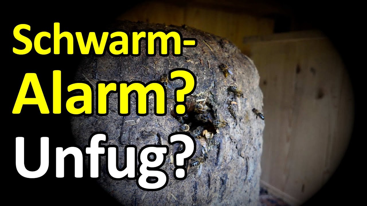 Bienenschwarm-Alarm? Oder Unfug? Darum schwärmen Bienen